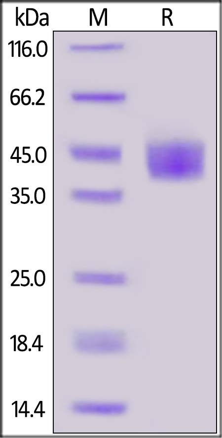 Mesothelin / MSLN (296-580) Recombinant Protein