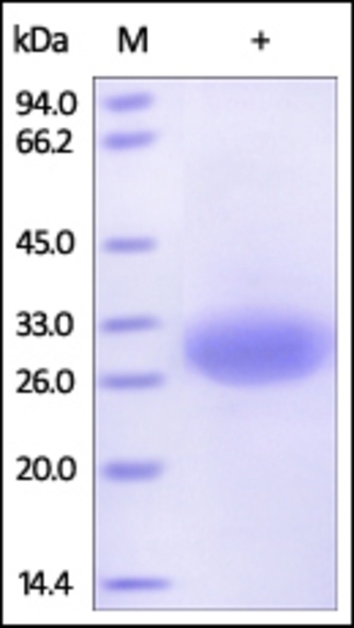 Mesothelin Recombinant Protein