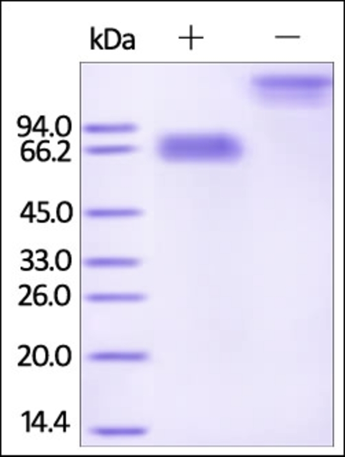 Mesothelin Recombinant Protein