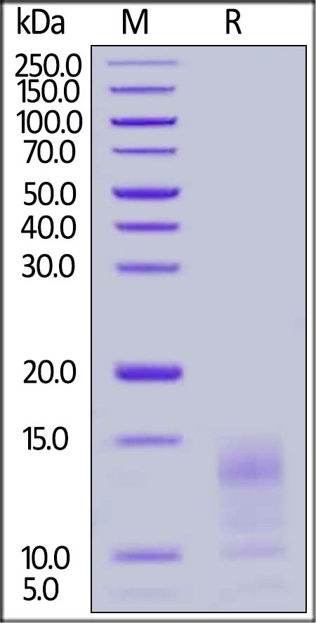 Mucin-1 / MUC-1 (1036-1155) Recombinant Protein