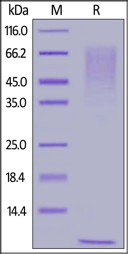 Mucin-1 / MUC-1 (890-1158) Recombinant Protein