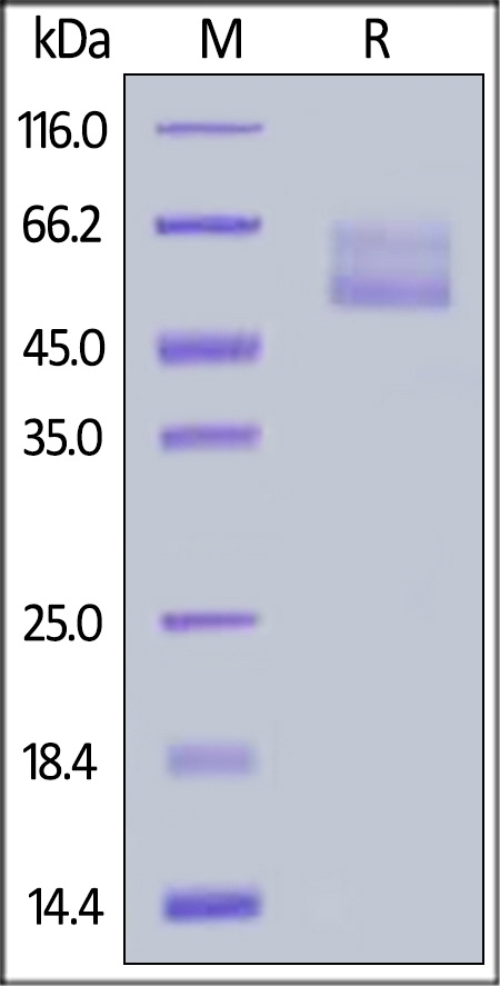 Mucin-1 / MUC-1 Recombinant Protein
