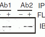 <strong>Figure 13 Immunoprecipitation Validation in HEK293 cells (Kawai et al., 2004) </strong><br>HEK293 cells were transiently transfected with FLAG-IRF7. Cell lysates were immunoprecipitated with control rabbit anti-mouse immunoglobulin serum (IgG) or anti-MyD88 (Ab1 and Ab2), followed by immunoblotting with anti-FLAG.