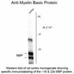 Western blot of rat cortex homogenate showing specific immunolabeling of the ~18 & 22k MBP protein.