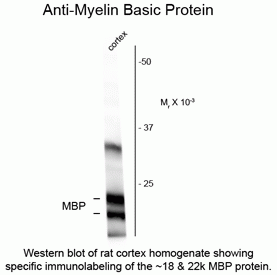 Myelin Basic Protein (MBP) Antibody