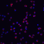 <strong>Figure 4 Immunofluorescence Validation of NALP3 in Human K562 Cells</strong><br>Immunofluorescent analysis of 4% paraformaldehyde-fixed K562 labeling NALP3 with 5447 at 5 μg/mL, followed by goat anti-rabbit IgG secondary antibody at 1/500 dilution (red) and DAPI staining (blue).