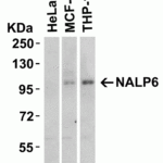 Western blot analysis of NALP6 in HeLa, MCF-7 and THP-1 with NALP6 antibody at 2 μg/mL.