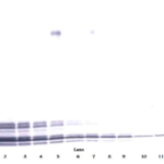 To detect hNAP-2 by Western Blot analysis this antibody can be used at a concentration of 0.1-0.2 ug/ml. Used in conjunction with compatible secondary reagents the detection limit for recombinant hNAP-2 is 1.5-3.0 ng/lane, under either reducing or non-reducing conditions.