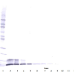 To detect hNAP-2 by Western Blot analysis this antibody can be used at a concentration of 0.1-0.2 ug/ml. Used in conjunction with compatible secondary reagents the detection limit for recombinant hNAP-2 is 1.5-3.0 ng/lane, under either reducing or non-reducing conditions.