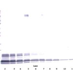 To detect hNAP-2 by Western Blot analysis this antibody can be used at a concentration of 0.1-0.2 ug/ml. Used in conjunction with compatible secondary reagents the detection limit for recombinant hNAP-2 is 1.5-3.0 ng/lane, under either reducing or non-reducing conditions.