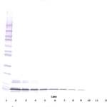 To detect hNAP-2 by Western Blot analysis this antibody can be used at a concentration of 0.1-0.2 ug/ml. Used in conjunction with compatible secondary reagents the detection limit for recombinant hNAP-2 is 1.5-3.0 ng/lane, under either reducing or non-reducing conditions.