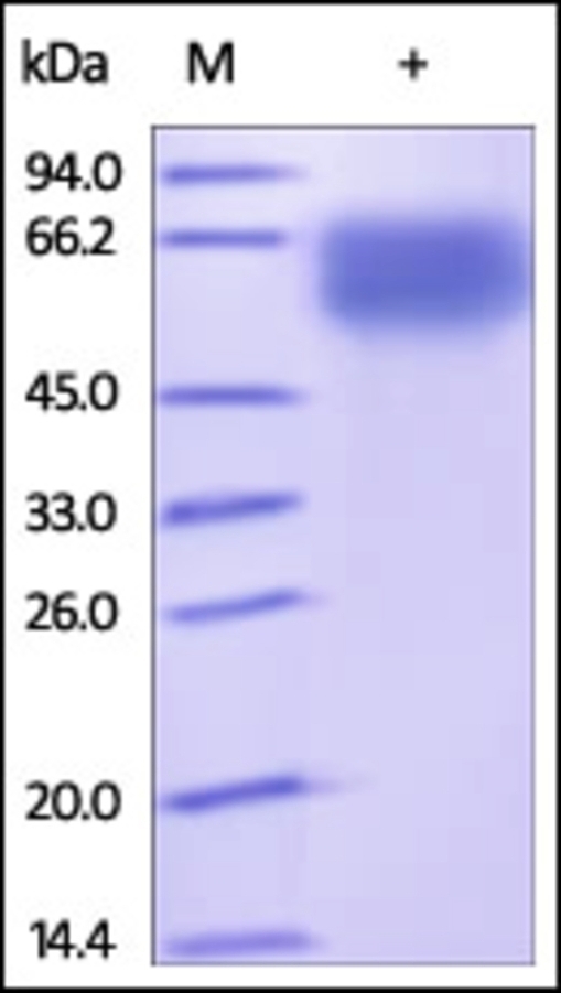 NCR1 Recombinant Protein