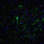 Immunofluorescence of NELF in mouse brain tissue with NELF Antibody at 20 μg/mL.<br><br>Green: NELF antibody (7225) <br> Red: Phylloidin staining<br> Blue: DAPI staining