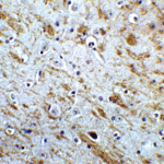 Immunohistochemistry of NELF in mouse brain tissue with NELF Antibody at 5 μg/mL.