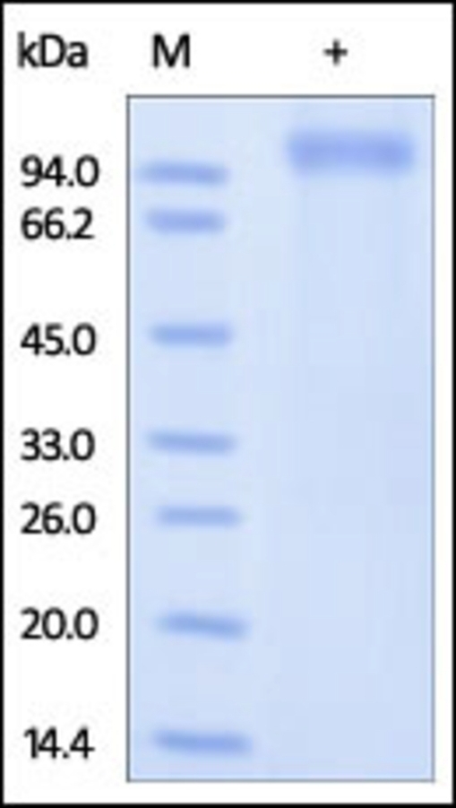 NGL 2 Recombinant Protein