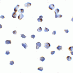 Immunocytochemistry of NIK in Hek293 cells with NIK antibody at 10 μg/mL.