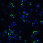Immunofluorescence of NIK in Hek293 cells with NIK antibody at 20 μg/mL.<br><br>Green: NIK Antibody (1129) <br> Blue: DAPI staining