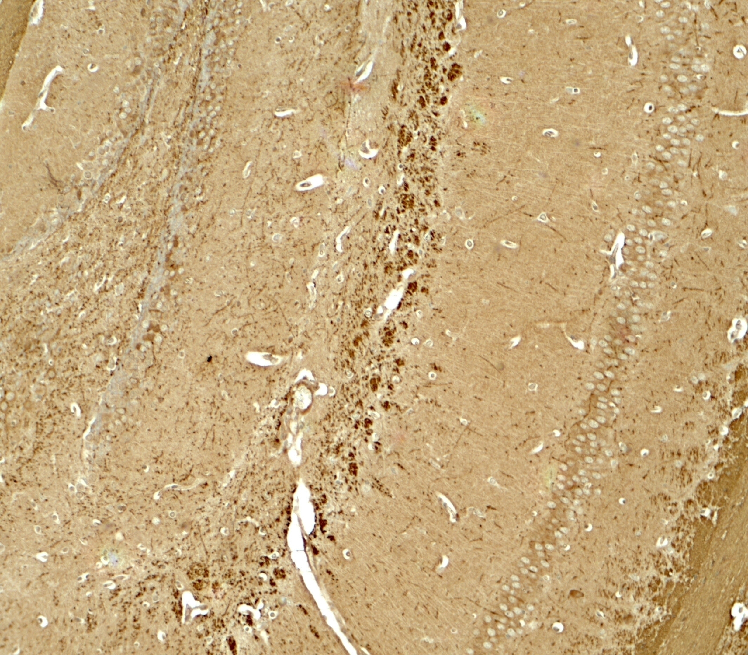 NINJ1 Antibody