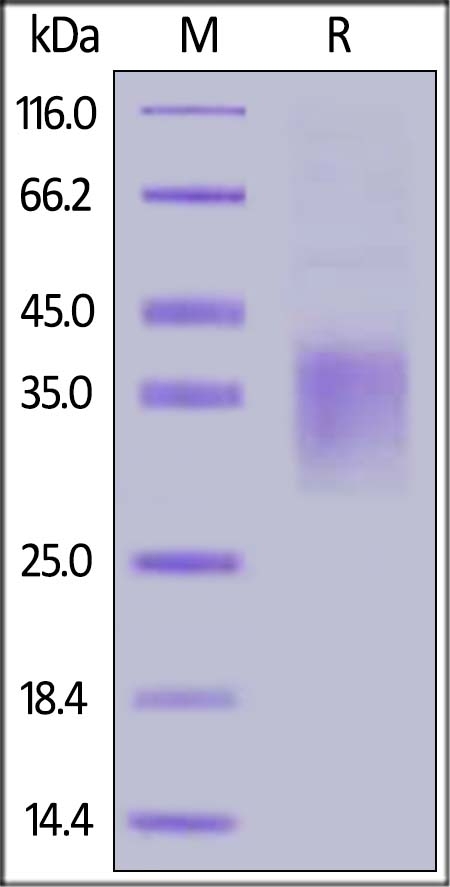 NKG2A / CD159a Recombinant Protein
