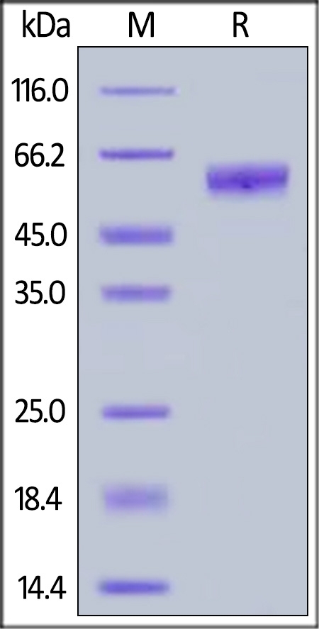 NKG2A / CD159a Recombinant Protein