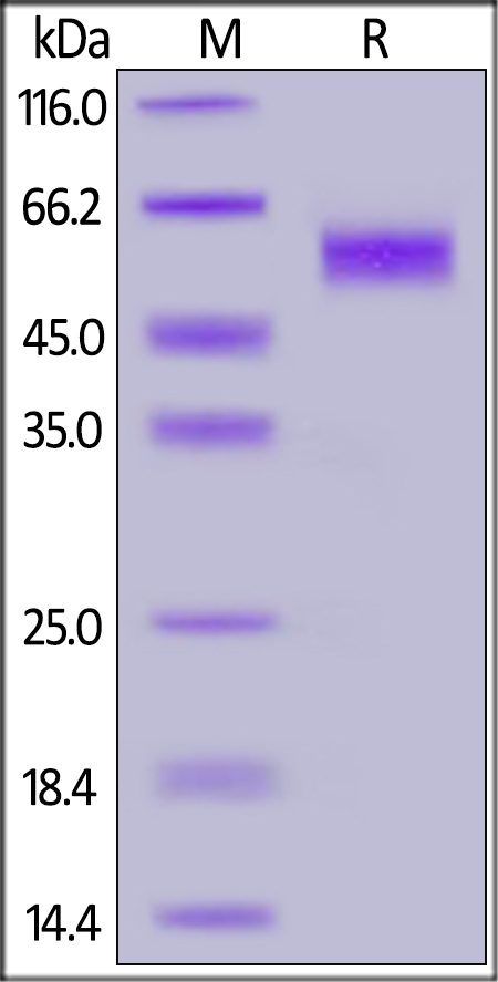 NKG2D / CD314 Recombinant Protein