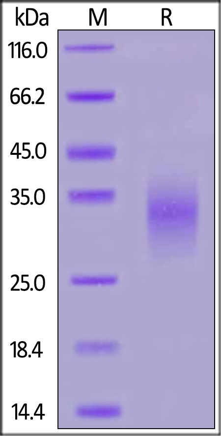 NKG2D / CD314 Recombinant Protein
