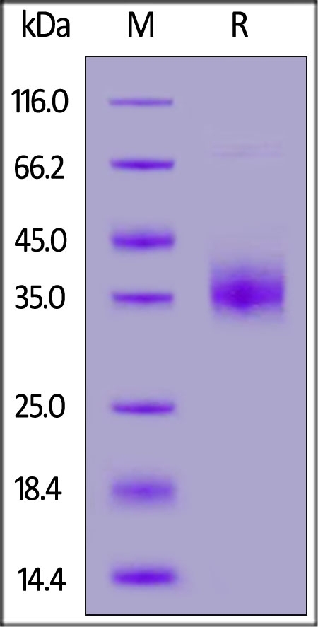 NKp46 / NCR1 / CD335 Recombinant Protein