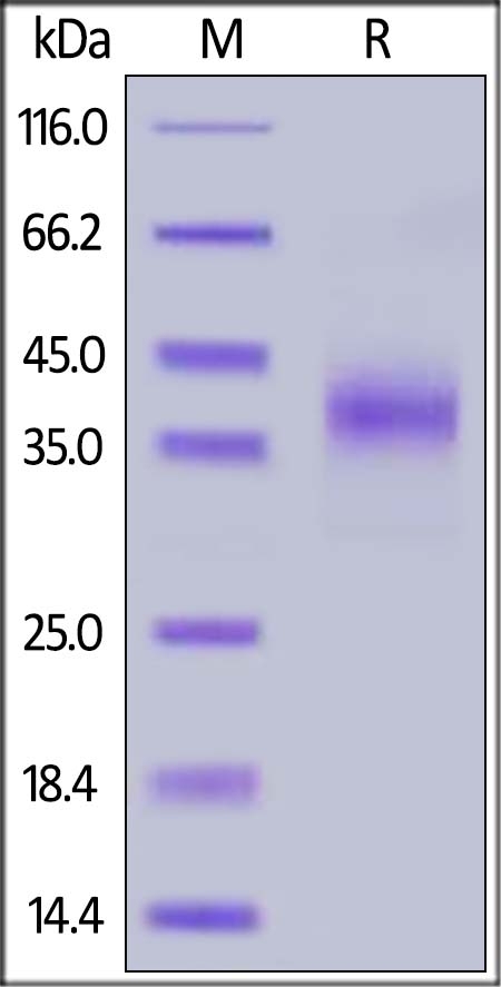 NKp46 / NCR1 / CD335 Recombinant Protein