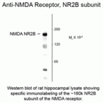 Western blot of rat hippocampal lysate showing specific immunolabeling of the ~180k NR2B subunit of the NMDA receptor.