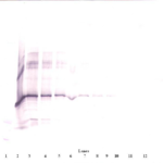 To detect hNOV by Western Blot analysis this antibody can be used at a concentration of 0.1 - 0.2 ug/ml. Used in conjunction with compatible secondary reagents the detection limit for recombinant hNOV is 1.5 - 3.0 ng/lane, under either reducing or non-reducing conditions.