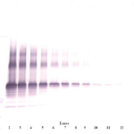 To detect hNOV by Western Blot analysis this antibody can be used at a concentration of 0.1 - 0.2 ug/ml. Used in conjunction with compatible secondary reagents the detection limit for recombinant hNOV is 1.5 - 3.0 ng/lane, under either reducing or non-reducing conditions.