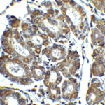 Immunohistochemistry of NOXA in human stomach tissue with NOXA antibody at 2.5 μg/ml.