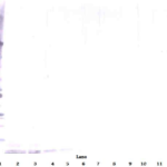 To detect hNP-1 by Western Blot analysis this antibody can be used at a concentration of 0.1 - 0.2 ug/ml. Used in conjunction with compatible secondary reagents the detection limit for recombinant hNP-1 is 1.5 - 3.0 ng/lane, under either reducing or non-reducing conditions.