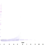 To detect hNP-1 by Western Blot analysis this antibody can be used at a concentration of 0.1 - 0.2 ug/ml. Used in conjunction with compatible secondary reagents the detection limit for recombinant hNP-1 is 1.5 - 3.0 ng/lane, under either reducing or non-reducing conditions.