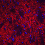 <strong>Figure 6 Immunofluorescence Validation of NPTX2 in Mouse Brain Tissue</strong><br>Immunofluorescent analysis of 4% paraformaldehyde-fixed mouse brain issue labeling NPTX2 with 4573 at 20 μg/mL, followed by goat anti-rabbit IgG secondary antibody at 1/500 dilution (red)  and DAPI staining (blue).