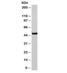 NSE Antibody [NSEL1-1]