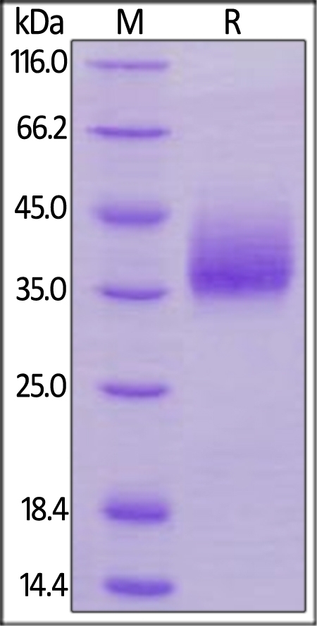 NTB-A / SLAMF6 Recombinant Protein
