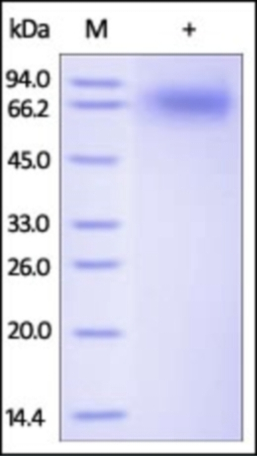 NTRK2 Recombinant Protein