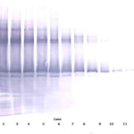 To detect hNanog by Western Blot analysis this antibody can be used at a concentration of 0.1 - 0.2 ug/ml. Used in conjunction with compatible secondary reagents the detection limit for recombinant hNanog is 1.5 - 3.0 ng/lane, under either reducing or non-reducing conditions.
