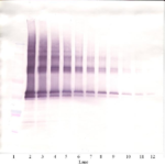 To detect hNanog by Western Blot analysis this antibody can be used at a concentration of 0.1 - 0.2 ug/ml. Used in conjunction with compatible secondary reagents the detection limit for recombinant hNanog is 1.5 - 3.0 ng/lane, under either reducing or non-reducing conditions.