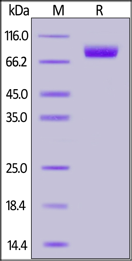 Nectin-1 / PVRL1 / CD111 Recombinant Protein