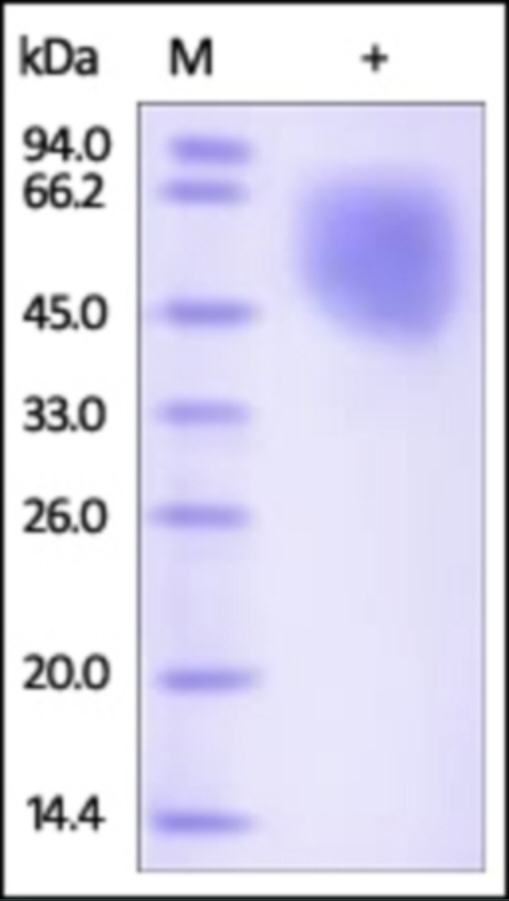 Nectin 1 Recombinant Protein