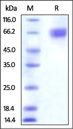 Nectin-3 Recombinant Protein