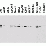<strong>Figure 2 Western Blot Validation in Human and Mouse Cell Lines</strong><br>Loading: 15 μg of lysates per lane.Antibodies: Nephrin 7979 (2 μg/mL),  1h incubation at RT  in 5% NFDM/TBST.Secondary: Goat anti-rabbit IgG HRP conjugate at 1:10000 dilution.