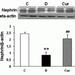 <strong>Figure 6  Induced Expression of Nephrin by curcumin treatment in the renal tissues of type 1 diabetic rats  (Soetikno et al., 2013) </strong><br>Nephrin expression detected by anti-nephrin antibodies in type 1 diabetic rats.  Nephrin was down-regulated in the vehicle-treated diabetic rats as compared to the control nondiabetic rats.  However, this decreasein nephrin protein expression was markedly increased by curcumin treatment (P<.05) to near-normal levels. (n=5  in each group)