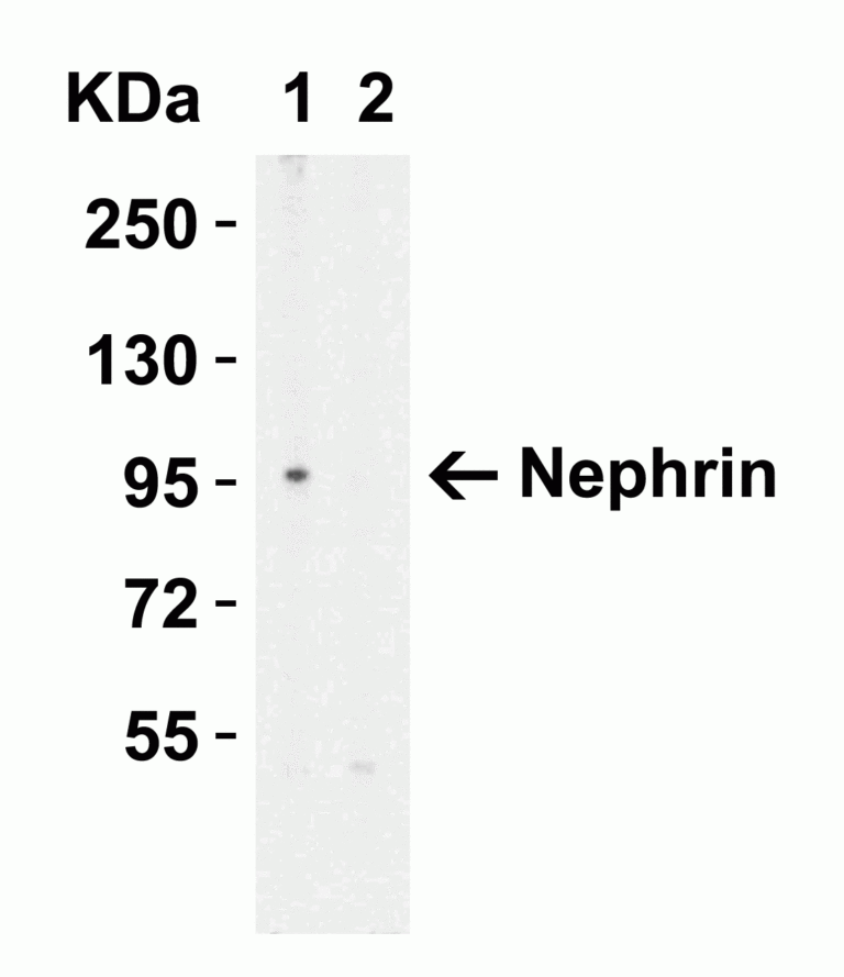 Nephrin Antibody