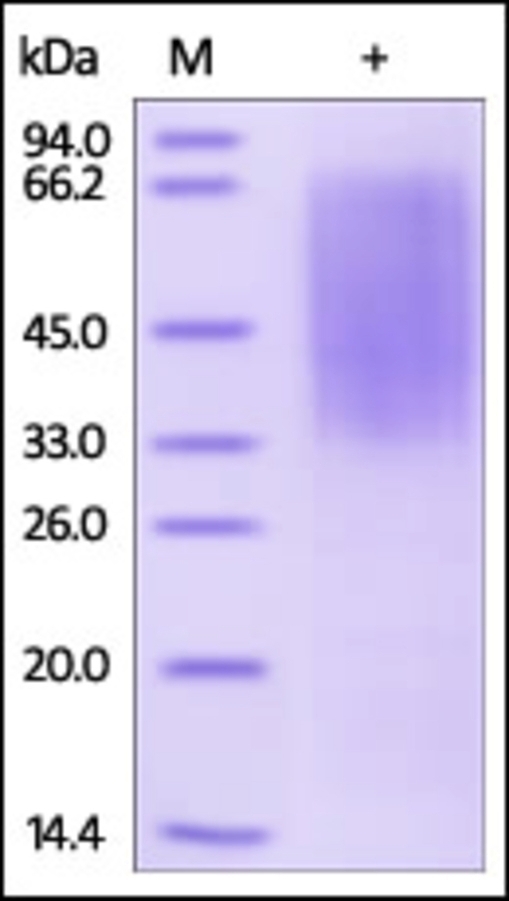 Nepmucin Recombinant Protein