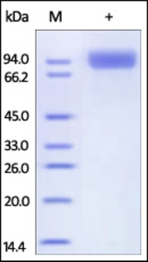 Neprilysin Recombinant Protein