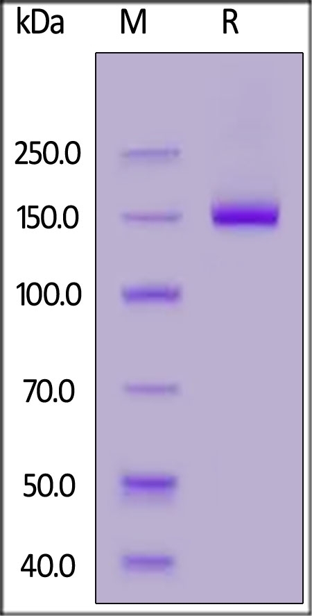 Netrin receptor DCC / DCC Recombinant Protein