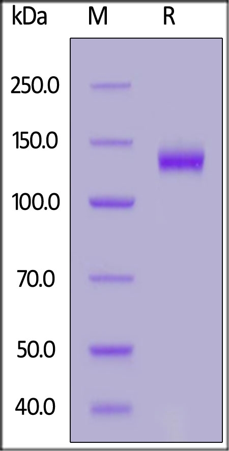 Netrin receptor DCC / DCC Recombinant Protein